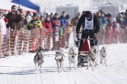 Lenk 2013